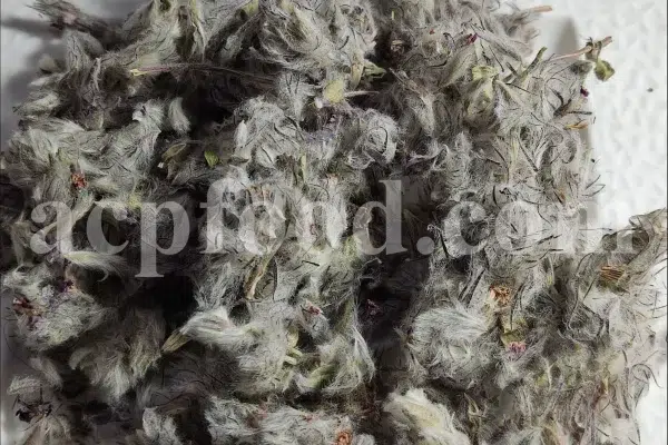 Bulk Stachys lavandulifolia for sale. Buy Pink Cotton Lamb’s Ear. Buy High Quality Stachys with the Best Price.