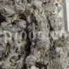 Bulk Stachys lavandulifolia for sale. Buy Pink Cotton Lamb’s Ear. Buy High Quality Stachys with the Best Price.