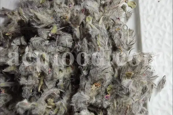 Bulk Stachys lavandulifolia for sale. Buy Pink Cotton Lamb’s Ear. Buy High Quality Stachys with the Best Price.