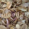 Buy Asafetida Hing. Ferula assa gum for sale. Hing wholesale price. Best quality Asafoetida. Kokh Asafetida for sale.