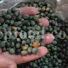High Quality Pistacia atlantica for sale. Pistacia terebinthus seeds. Pistacia atlantica seeds. Buy Atlantic Pistachio. Pistacia khinjuk wholesale price. Buy Terebinth seeds. Bulk wild pistachios.