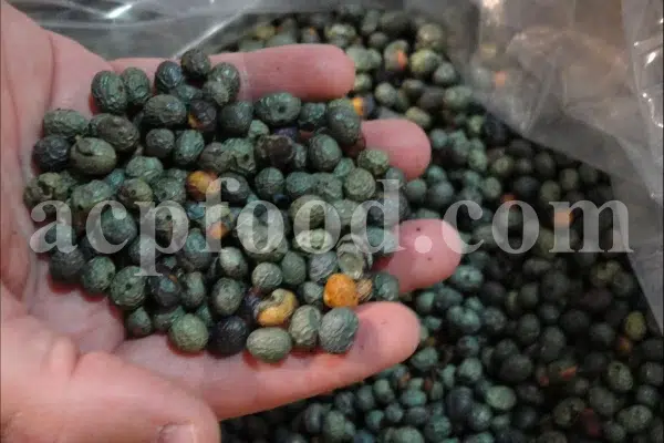 High Quality Pistacia atlantica for sale. Pistacia terebinthus seeds. Pistacia atlantica seeds. Buy Atlantic Pistachio. Pistacia khinjuk wholesale price. Buy Terebinth seeds. Bulk wild pistachios.