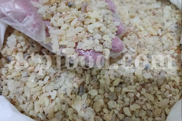 Mastic tree gum. Mastic gum for sale. Mastic gum bulk. Buy mastic gum. Pistacia terebinthus resin for sale.