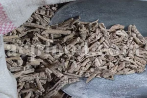 Turpeth root for sale. Bulk Turbod. Buy Indian Jalap. Turbith wholesale price. Operculina turpethum root purchase. Nishoth root for sale.