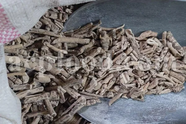 Turpeth root for sale. Bulk Turbod. Buy Indian Jalap. Turbith wholesale price. Operculina turpethum root purchase. Nishoth root for sale.