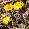 Dried Coltsfoot for sale. Coltsfoot herb wholesale price. Buy Coltsfoot. Coltsfoot for sale. Bulk Coltsfoot leaves. Tussilago farfara leaves purchase.