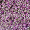 The best quality Rosa damascena buds for sale. Damascena Rose wholesale price. Buy Damascina Rose. Bulk Rosa Damask buds and petals. Wholesale R Damascena. Damask Rose purchase.
