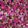 The best quality Rosa damascena buds for sale. Damascena Rose wholesale price. Buy Damascina Rose. Bulk Rosa Damask buds and petals. Wholesale R Damascena. Damask Rose purchase.