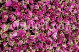 The best quality Rosa damascena buds for sale. Damascena Rose wholesale price. Buy Damascina Rose. Bulk Rosa Damask buds and petals. Wholesale R Damascena. Damask Rose purchase.