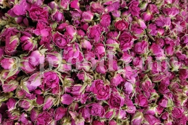 The best quality Rosa damascena buds for sale. Damascena Rose wholesale price. Buy Damascina Rose. Bulk Rosa Damask buds and petals. Wholesale R Damascena. Damask Rose purchase.