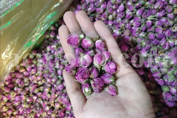 The best quality Rosa damascena buds for sale. Damascena Rose wholesale price. Buy Damascina Rose. Bulk Rosa Damask buds and petals. Wholesale R Damascena. Damask Rose purchase.
