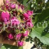 The best quality Rosa damascena buds for sale. Damascena Rose wholesale price. Buy Damascina Rose. Bulk Rosa Damask buds and petals. Wholesale R Damascena. Damask Rose purchase.