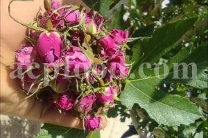 The best quality Rosa damascena buds for sale. Damascena Rose wholesale price. Buy Damascina Rose. Bulk Rosa Damask buds and petals. Wholesale R Damascena. Damask Rose purchase.