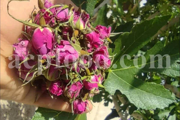 The best quality Rosa damascena buds for sale. Damascena Rose wholesale price. Buy Damascina Rose. Bulk Rosa Damask buds and petals. Wholesale R Damascena. Damask Rose purchase.