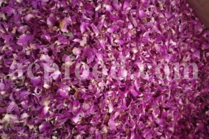 The best quality Rosa damascena buds for sale. Damascena Rose wholesale price. Buy Damascina Rose. Bulk Rosa Damask buds and petals. Wholesale R Damascena. Damask Rose purchase.