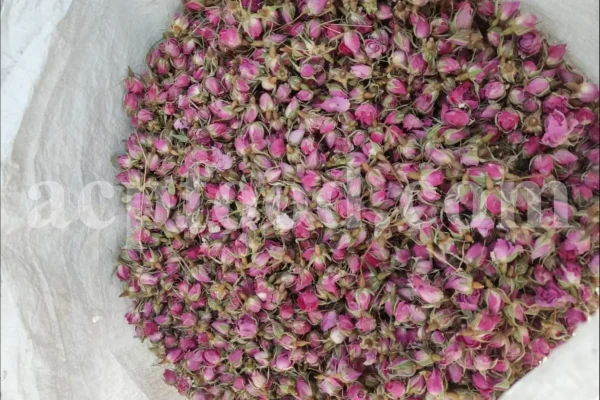 The best quality Rosa damascena buds for sale. Damascena Rose wholesale price. Buy Damascina Rose. Bulk Rosa Damask buds and petals. Wholesale R Damascena. Damask Rose purchase.