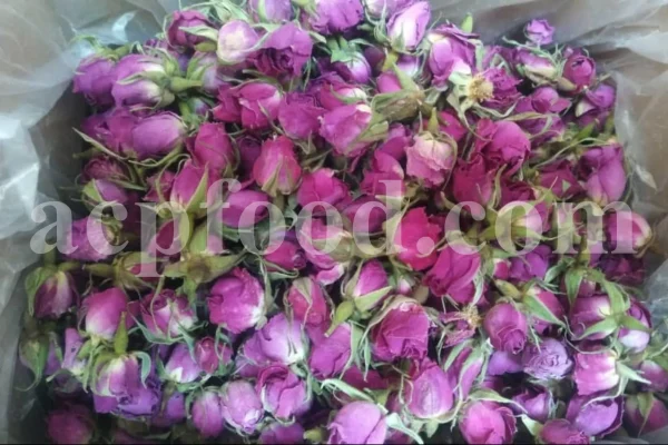 The best quality Rosa damascena buds for sale. Damascena Rose wholesale price. Buy Damascina Rose. Bulk Rosa Damask buds and petals. Wholesale R Damascena. Damask Rose purchase.