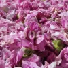 The best quality Rosa damascena buds for sale. Damascena Rose wholesale price. Buy Damascina Rose. Bulk Rosa Damask buds and petals. Wholesale R Damascena. Damask Rose purchase.