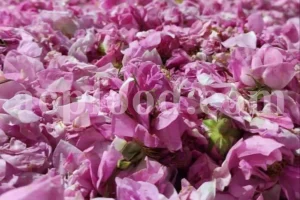 The best quality Rosa damascena buds for sale. Damascena Rose wholesale price. Buy Damascina Rose. Bulk Rosa Damask buds and petals. Wholesale R Damascena. Damask Rose purchase.