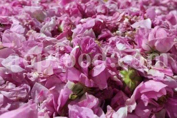 The best quality Rosa damascena buds for sale. Damascena Rose wholesale price. Buy Damascina Rose. Bulk Rosa Damask buds and petals. Wholesale R Damascena. Damask Rose purchase.