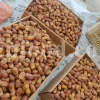 High quality Dates for sale. Buy Dates. Bulk Dates. Dry Dates wholesale price. Phoenix dactylifera fruit. Phoenix palm fruit. Dabino fruit for sale. Buy Hearts of Palm. Dry Dates 1kg price.