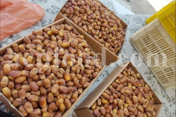 High quality Dates for sale. Buy Dates. Bulk Dates. Dry Dates wholesale price. Phoenix dactylifera fruit. Phoenix palm fruit. Dabino fruit for sale. Buy Hearts of Palm. Dry Dates 1kg price.