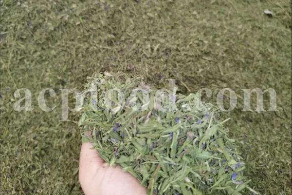 Hyssop wholesale. Hyssopus officinalis dried leaves. Common hyssop dried flowers. Buy hyssop. Hyssop for sale. Hyssop price. Agastache for sale. Hyssop seeds for sale. Buy hyssop near me. Hyssop buy online.