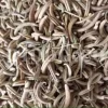 Dried curved fruit pods of Astragalus hamosus