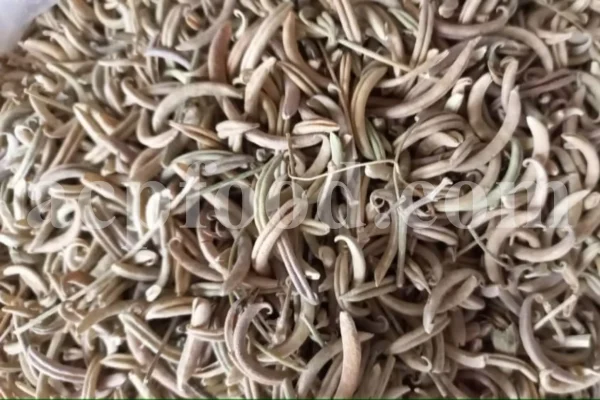 Dried curved fruit pods of Astragalus hamosus