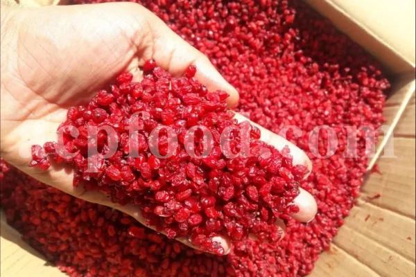 Dried barberry for sale. Buy dried barberry fruit. Zereshk berries wholesale price. Buy barberries. Dried barberries near me. Barberry dried spice for sale. Bulk zereshk fruit. Barberry for sale. Buy barberry. Barberry buy online. Barberry for sale near me. Barberry sale. Barberry to buy. Berberis for sale. Buy zereshk. Barberry dried fruit for sale.