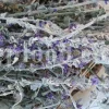 Dried Lavender for sale. Buy dried Lavender. Bulk Lavender. Lavender purchase. Buy Lavender seeds. Lavandula angustifolia for sale. Bulk culinary Lavender. Buy dried Lavender flowers. Buy Lavender to smoke. Lavandula for sale. Lavender to buy dried. English Lavender for sale.