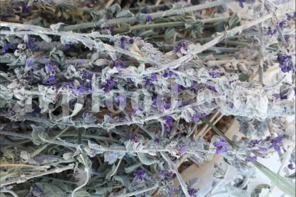 Dried Lavender for sale. Buy dried Lavender. Bulk Lavender. Lavender purchase. Buy Lavender seeds. Lavandula angustifolia for sale. Bulk culinary Lavender. Buy dried Lavender flowers. Buy Lavender to smoke. Lavandula for sale. Lavender to buy dried. English Lavender for sale.