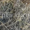 Blaukappe Sea Holly for sale. Buy Eryngium planum big blue. Buy Eryngium planum fluela. Eryngium planum leaves wholesale. Eryngo tea in bulk. Eryngium hobbit purchase. Seaside eryngo for sale.