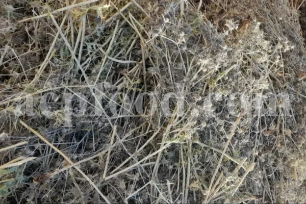 Blaukappe Sea Holly for sale. Buy Eryngium planum big blue. Buy Eryngium planum fluela. Eryngium planum leaves wholesale. Eryngo tea in bulk. Eryngium hobbit purchase. Seaside eryngo for sale.