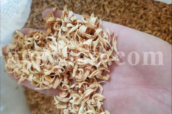 Orange Blossom for sale. Buy Orange Blossom. Orange Blossom buy. Dried Neroli flowers for sale. Citrus Blossom wholesale price. Citrus flowers purchase. Bulk lemon tree flowers. Orange citrus flower for sale. Citrus tree flower wholesale price.