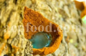 High Quality Pistacia atlantica resin for sale. Bulk mt Atlas Mastic tree resin. Buy Mount Atlas Mastic resin. Atlantic Mastic tree resin wholesale price. Turpentine tree sap buy.