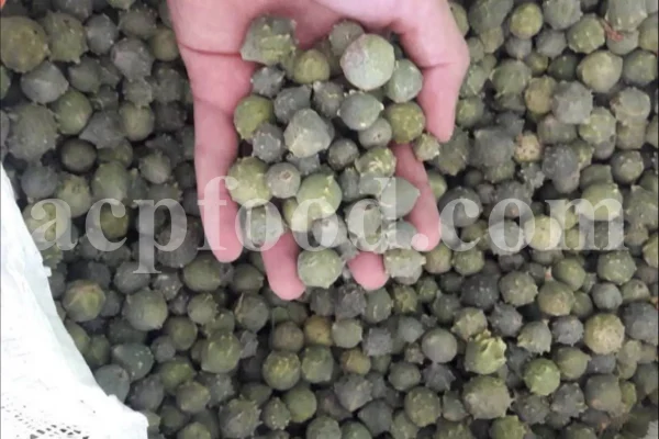 Oak galls wholesale. Acorn gall for sale. Buy acorn plum gall. Aleppo gall for sale. Aleppo oak galls in bulk. Apple gall price. Purchase apple oak gall. California oak galls for sale. Buy fuzzy oak gall. Bulk green oak gall. Oakgalls wholesale. Quercus infectoria gall price.