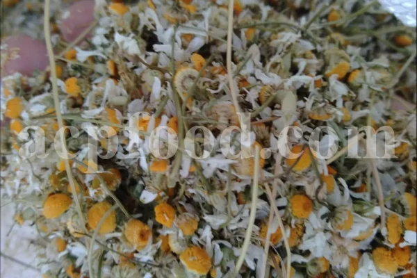 Dried chamomile for sale. Chamomile for sale. Buy chamomile. Bulk chamomile. Bulk chamomile tea. Dried chamomile flowers wholesale price. Buy chamomile tea. Dried chamomile flowers bulk.