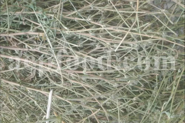 Cichorium intybus tea. Cichorium intybus root. Dried chicory flowers for sale. Buy wild chicory leaves. Buy chicory. Chicory for sale. chicory price. Bulk chicory tea. Chicory root wholesale. Chicory root tea.