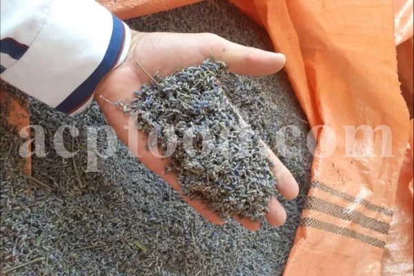 Dried Lavender for sale. Buy dried Lavender. Bulk Lavender. Lavender purchase. Buy Lavender seeds. Lavandula angustifolia for sale. Bulk culinary Lavender. Buy dried Lavender flowers. Buy Lavender to smoke. Lavandula for sale. Lavender to buy dried. English Lavender for sale.