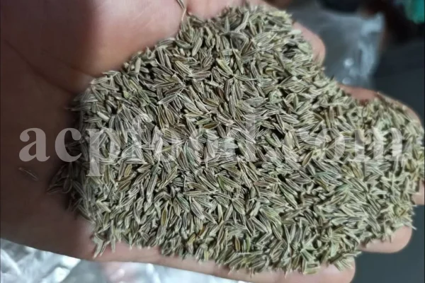 Whole Cumin seeds for sale. Bulk Cumin. Cumin seeds price. Buy Cumin seeds. Cumin seeds for sale. Cumin seeds near me. Bulk Cumin seeds. White Cumin seeds wholesale price. Buy black and white Cumin seeds. White Jeera price. Where to buy Cumin seed.