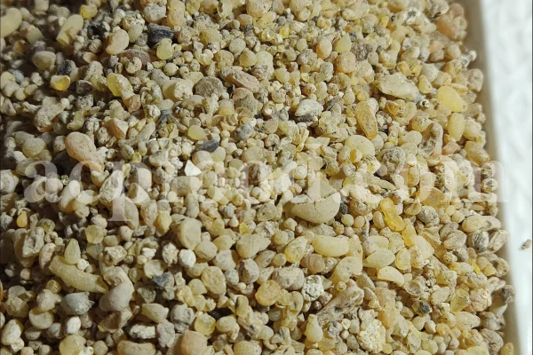 Cypress resin for sale. Buy cypress resin. Cypress gum wholesale price. Cupressus sempervirens gum purchase. Bulk Cupressus sempervirens resin.