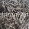 Buy sage dried leaves. Sage leaves for sale. Bulk dried sage leaves. Sage purchase. Dried sage leaves for burning.
