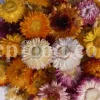 Bulk dried strawflowers for export showing mixed-colour flower heads in a cardboard box
