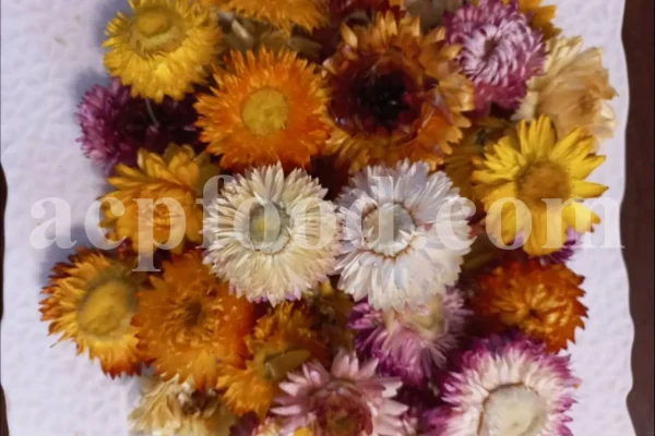 Bulk dried strawflowers for export showing mixed-colour flower heads in a cardboard box