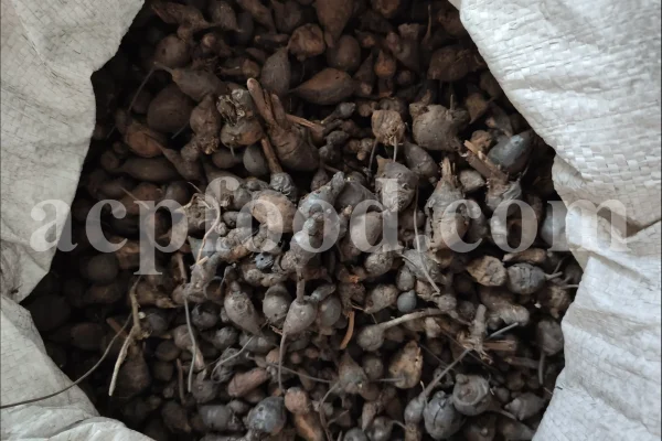 Nut grass root wholesale. Nut grass rhizome buy. Bulk nutgrass rhizome. Cyperus rotundus root for sale. Nutsedge root in bulk. Cyperus rhizome purchase. Buy nagarmotha root. Nutgrass galingale rhizome for sale.