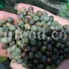 High Quality Pistacia atlantica for sale. Pistacia terebinthus seeds. Pistacia atlantica seeds. Buy Atlantic Pistachio. Pistacia khinjuk wholesale price. Buy Terebinth seeds. Bulk wild pistachios.