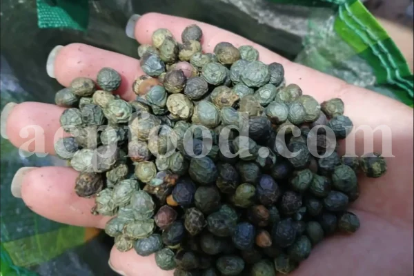 High Quality Pistacia atlantica for sale. Pistacia terebinthus seeds. Pistacia atlantica seeds. Buy Atlantic Pistachio. Pistacia khinjuk wholesale price. Buy Terebinth seeds. Bulk wild pistachios.
