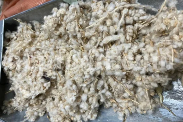 Felty germander wholesale. Buy Germander. Teucrium polium for sale. Bulk teucrium polium tea.
