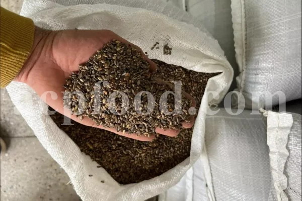 Milk Thistle seed for sale. Buy Milk Thistle seeds. Milk Thistle seeds wholesale price. Bulk Milk Thistle. Organic Milk Thistle seeds. Milk Thistle herbs for sale. Silybum marianum seeds purchase. Buy Blessed Thistle seeds. Cardo Mariano seeds in bulk. Thistle seedling in bulk. Silybum seeds buy. Holy Blessed milk thistle.